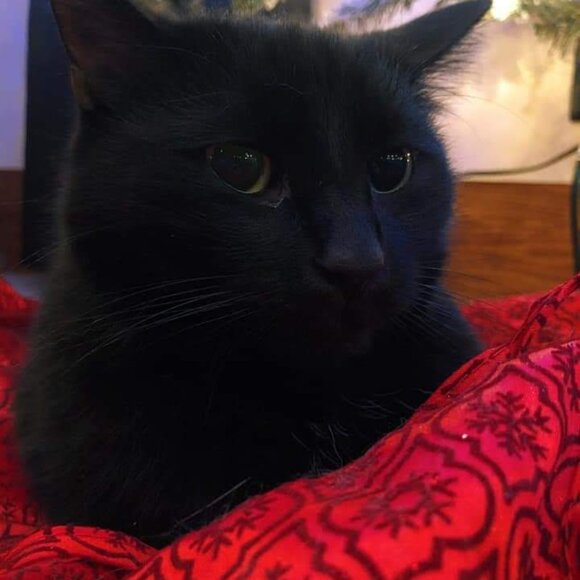 Meet your Posher, Sherie - Picture 2 of 6